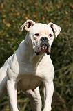 BOULEDOGUE AMERICAIN 345